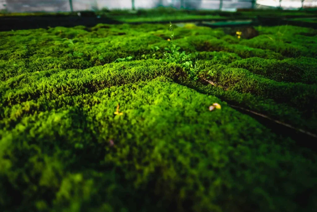 Moss- i- Mosshalle- Nära-Med- Halm