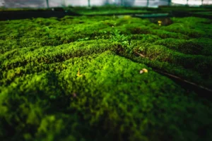 Moss- i- Mosshalle- Nära-Med- Halm